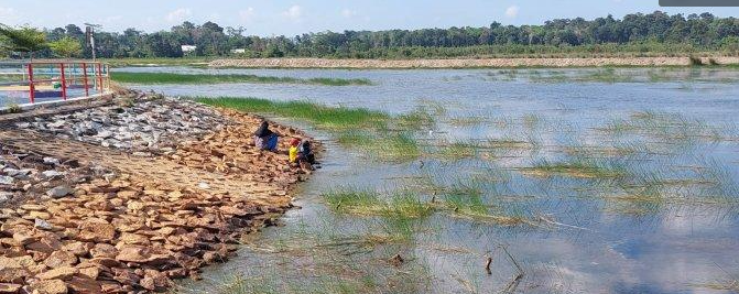 Areal Persawahan Kekeringan di Bangka Selatan Terus Bertambah