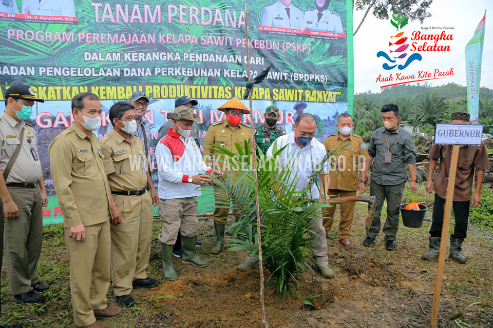 TANAM PERDANA PROGRAM PEREMAJAAN KELAPA SAWIT PEKEBUN DESA NYELANDING KECAMATAN AIR GEGAS KABUPATEN BANGKA SELATAN