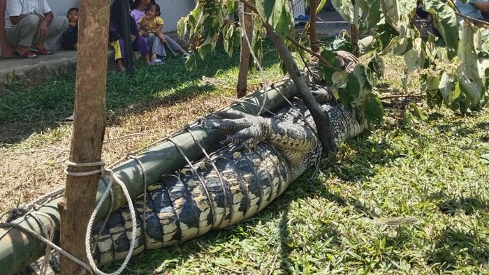 Penampakan Buaya 3 Meter yang Diduga Terkam Warga di Bangka Selatan